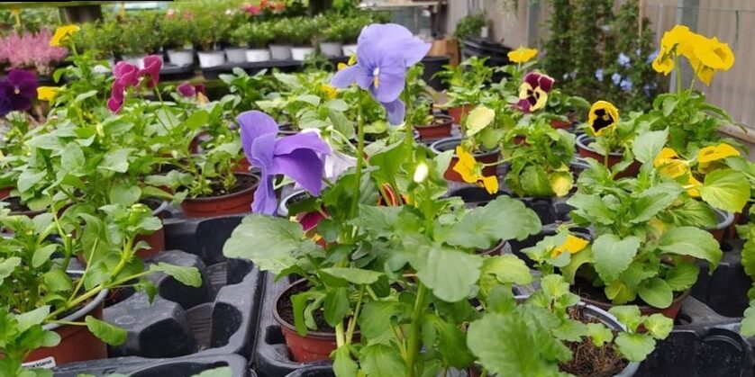 Las 10 mejores tiendas de jardinería Barcelona del 2025 5