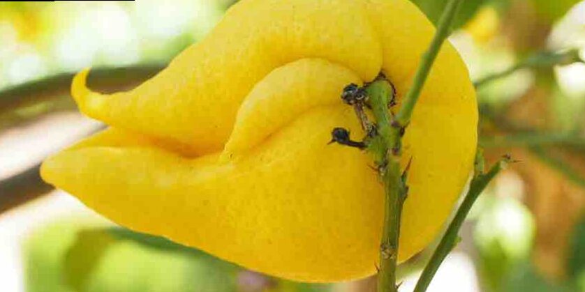 Cómo Podar un Limonero 2