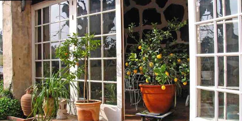 Cómo Podar un Limonero 3