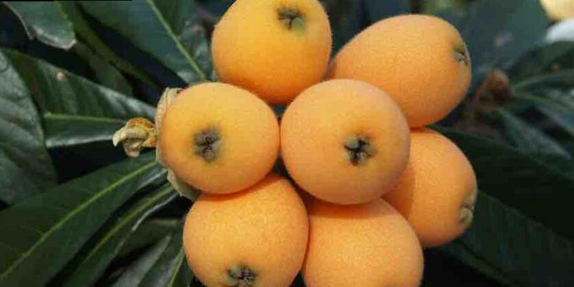 ¿Cómo Podar un Nispero en 3 pasos?