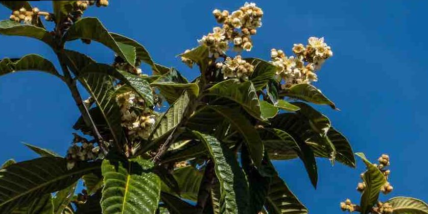 ¿Cómo Podar un Nispero en 3 pasos? 2