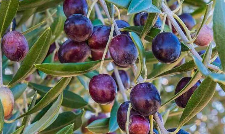 Cómo podar el Olivo