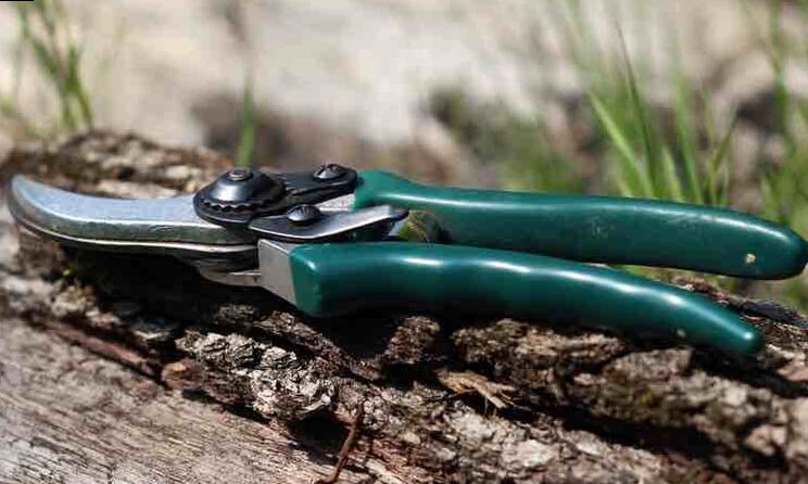 Cómo podar el Olivo 2