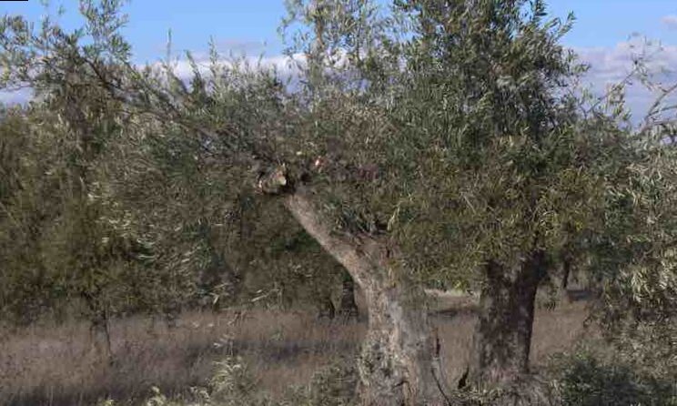 Cómo podar el Olivo 4